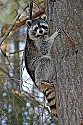 Cades Cove, Great Smoky Mountains National Park 396 raccoon in tree.jpg