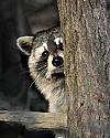 Cades Cove, Great Smoky Mountains National Park 411 raccoon in tree.jpg