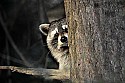 Cades Cove, Great Smoky Mountains National Park 412 raccoon in tree.jpg