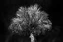 896_9620 palm tree.jpg