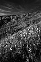 _MG_3776 spruce knob wilderness-infrared.jpg