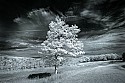 _MG_3876 canaan valley state park infrared.jpg
