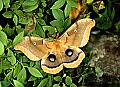 10250-00102 Polyphemus Moth.jpg