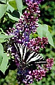 10250-00112 Pale Tiger Swallowtail.jpg