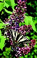 10250-00112 Zebra Swallowtail on Lilac.jpg