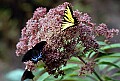 10250-00212 Tiger Swallowtails.jpg