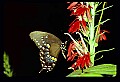 10250-00220 Tiger Swallowtail.jpg