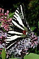 10250-00401 Zebra Swallowtail.jpg