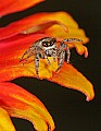_MG_1958 metaphid jumping spider.jpg