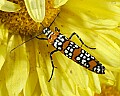 _MG_2694 ailanthus webworm moth.jpg
