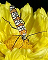 _MG_2709 ailanthus webworm moth.jpg