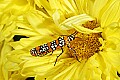 _MG_2722 ailanthus webworm moth.jpg