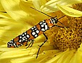 _MG_2728 ailanthus webworm moth.jpg