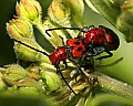 _MG_5949 milkweed beetles.jpg