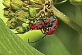 _MG_5951 red beetles on milkweed.jpg