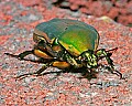 _MG_7700 green beetle.jpg
