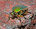 _MG_7710 green june beetle.jpg