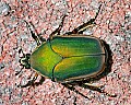 _MG_7711 green june beetle.jpg