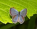 _MG_7910 tiny blue butterfly.jpg