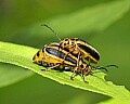 _MG_7925 horny beetles.jpg