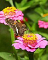 _MG_8049 moth on zinnia.jpg