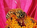 _MG_8110 honeybee on zinnia.jpg