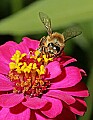 _MG_8117 honeybee on zinnia.jpg