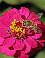 _MG_8118 honeybee on zinnia.jpg