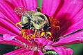 _MG_8126 bumblebee on zinnia.jpg