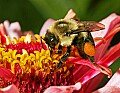 _MG_8128 bumblebee on zinnia.jpg