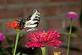 _MG_8151 swallowtail butterfly on Zinnia.jpg