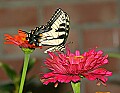 _MG_8151 swallowtail.jpg