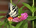 _MG_8192 swallowtail butterfly.jpg