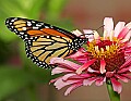 _MG_8276 monarch butterfly.jpg