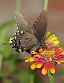_MG_8294 swallowtail.jpg