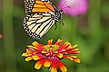_MG_8304 monarch flying and zinnia.jpg