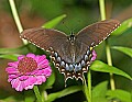 _MG_8345 swallowtail.jpg