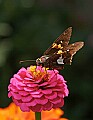 _MG_8426 skipper-moth on zinnia.jpg