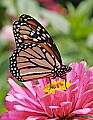 _MG_8464 monarch butterfly.jpg