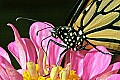 _MG_8664 monarch butterfly.jpg