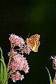 _MG_8669 butterfly.jpg