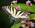 _MG_8671 tiger swallowtail.jpg