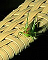 _MG_8747 grasshopper.jpg