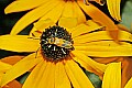 _MG_9513 yellow beetle on black-eyed susan.jpg