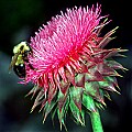bumblebee on thistle.jpg