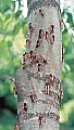 cicadas 17-year locusts.jpg