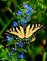 DSC_0634 tiger swallowtail and viper's bugloss  cmyk.jpg