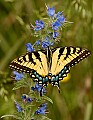 DSC_0634 tiger swallowtail.jpg
