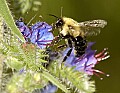 DSC_1466 bumblebee in flight, bugloss.jpg