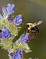 DSC_1470 bumblebee, bugloss.jpg